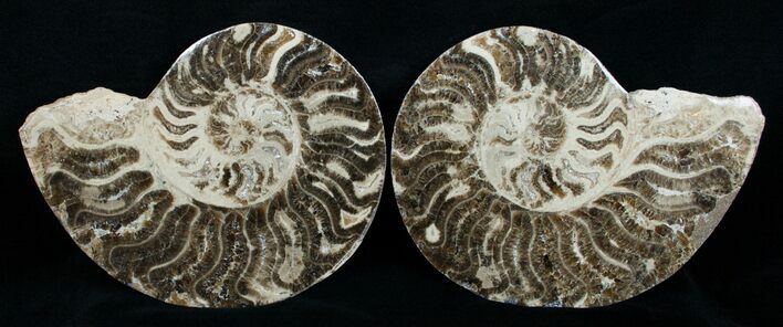 / Choffaticeras Ammonite - Morocco #3982